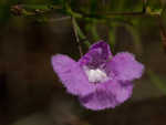 San Antonio false foxglove